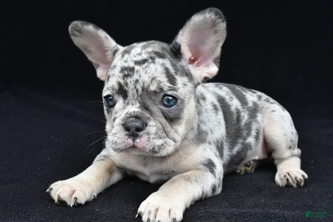 French Bulldog dogs for sale: simone - Ad 8
