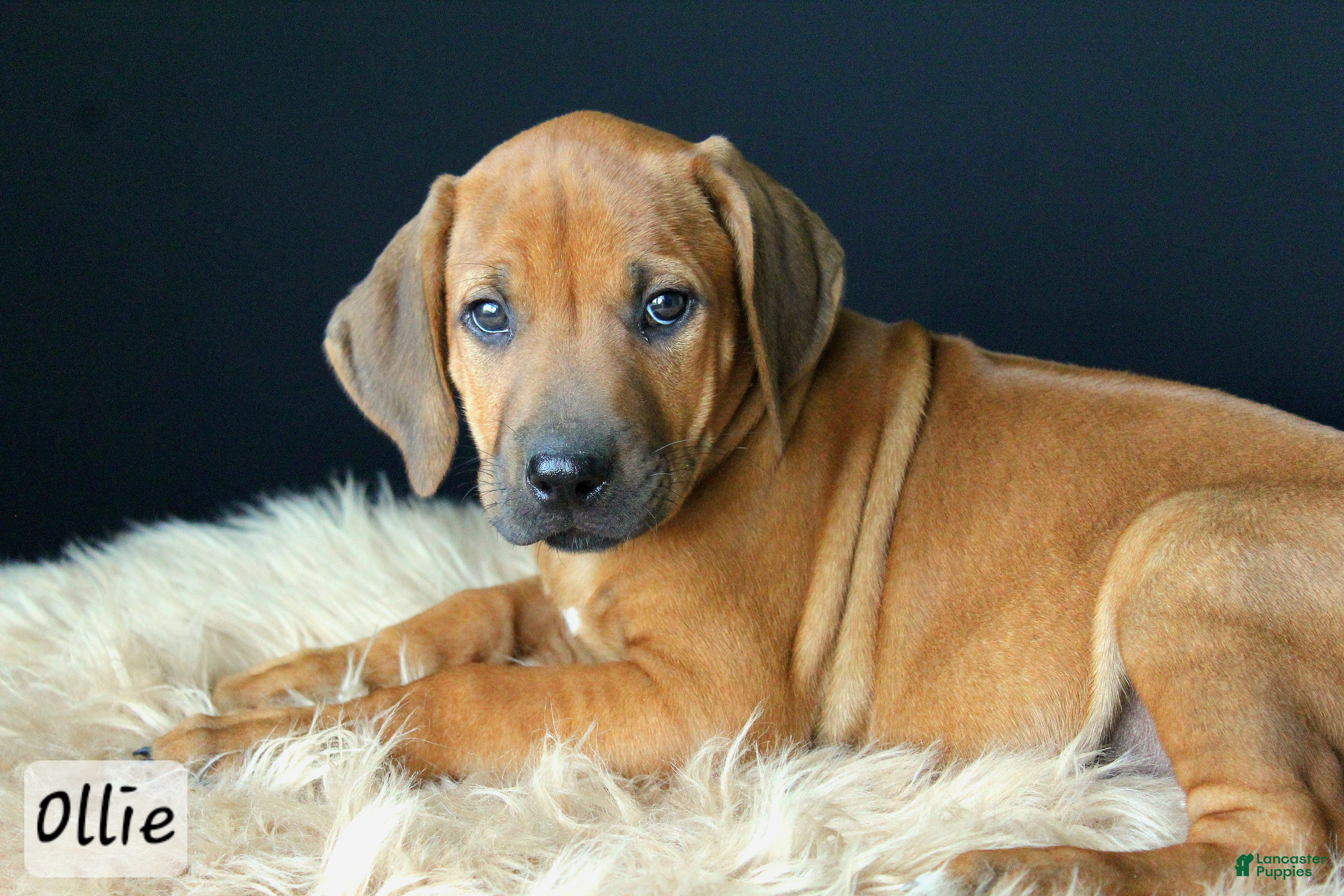 Rhodesian Ridgeback dogs Ollie - Ad 1