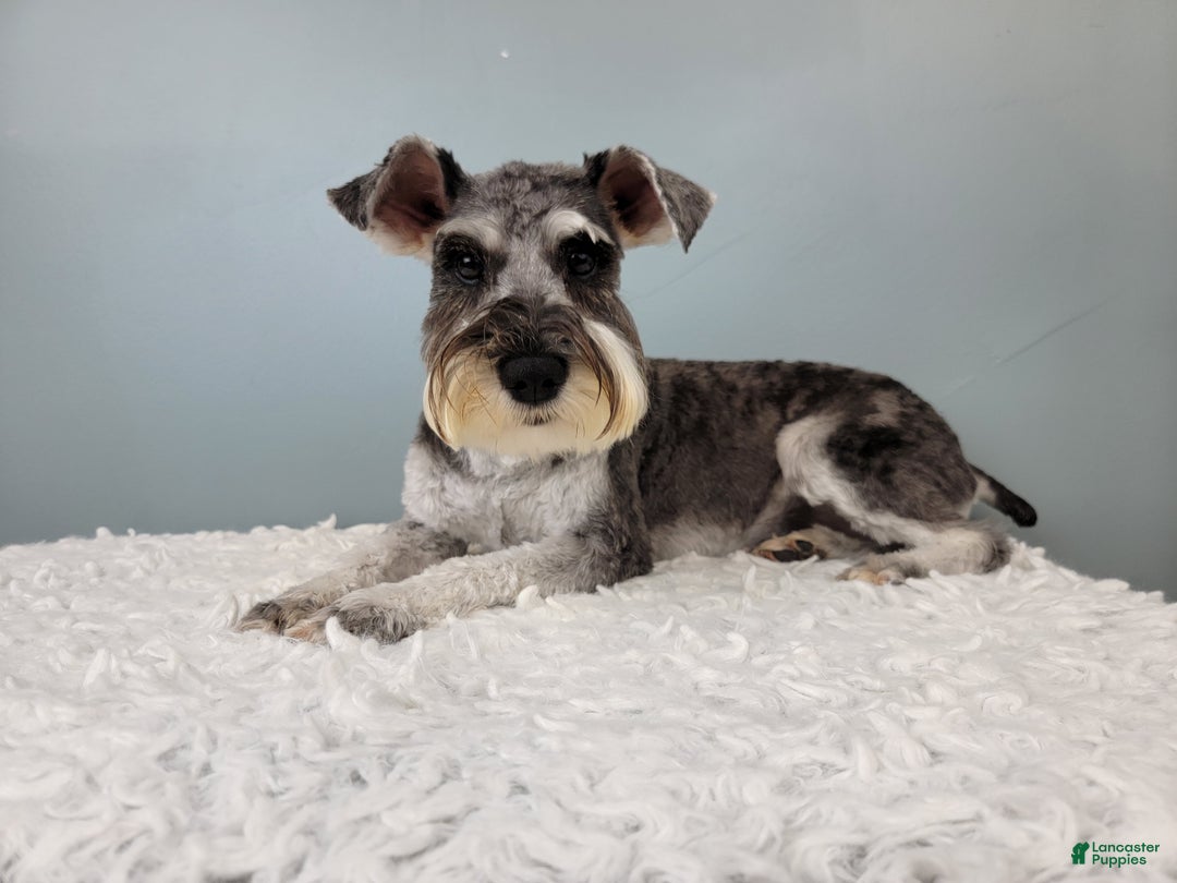 Mixed Breed dogs for sale: Kenny - Ad 18