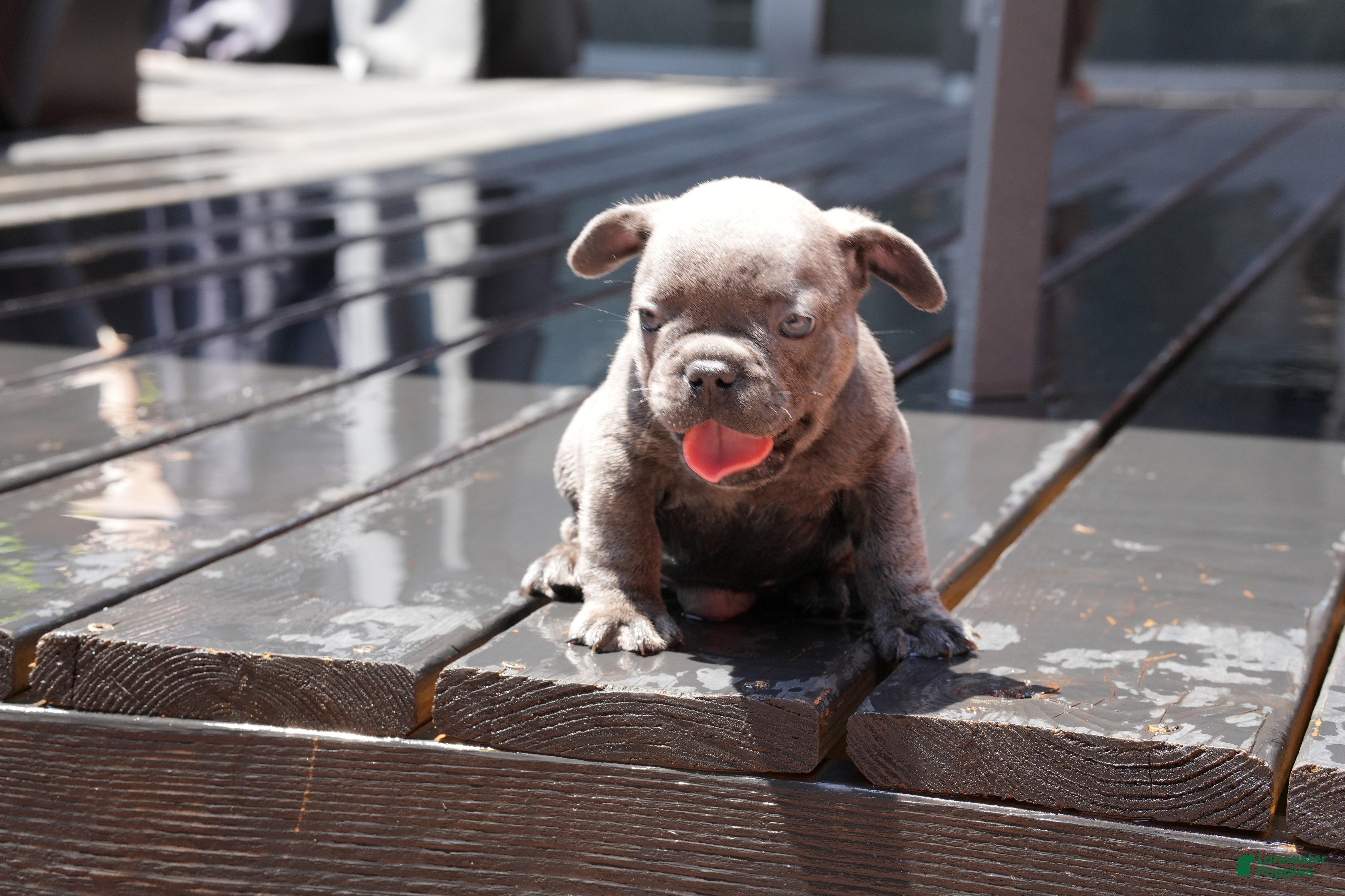 French Bulldog dogs Bentley - Ad 2
