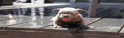 French Bulldog dogs for sale: Bentley Blue - Ad 8