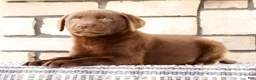 Labrador Retriever dogs for sale: Roger - Ad 5