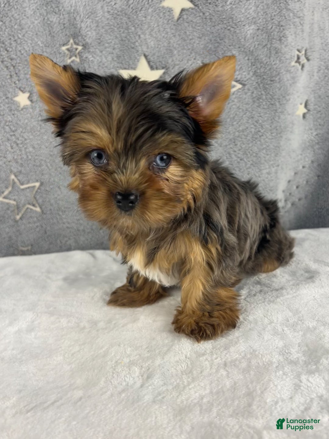 Yorkshire Terrier dogs for sale: Pixie - Ad 12
