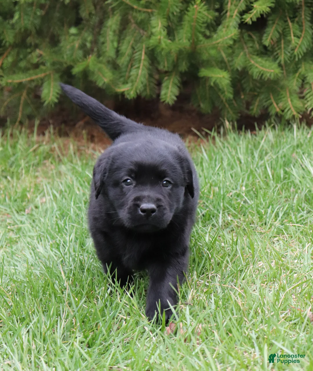 Labrador Retriever dogs for sale: Ace - Ad 1