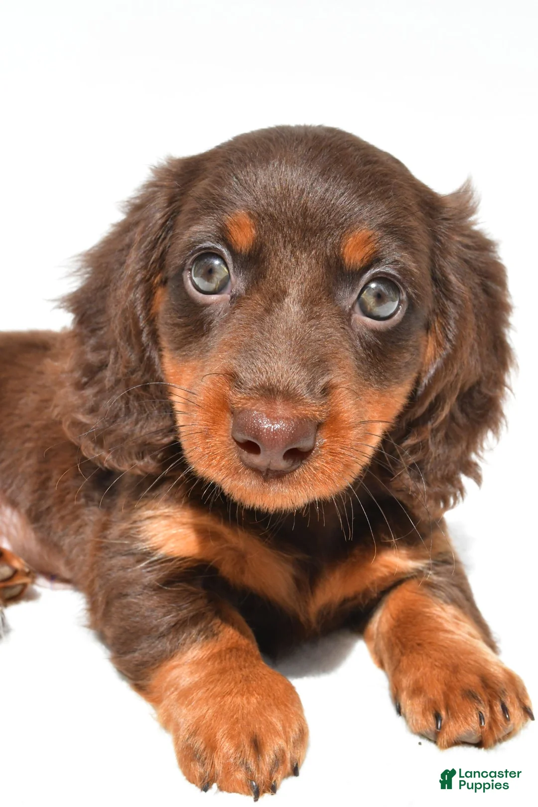Dachshund dogs for sale: Gracie - Ad 9
