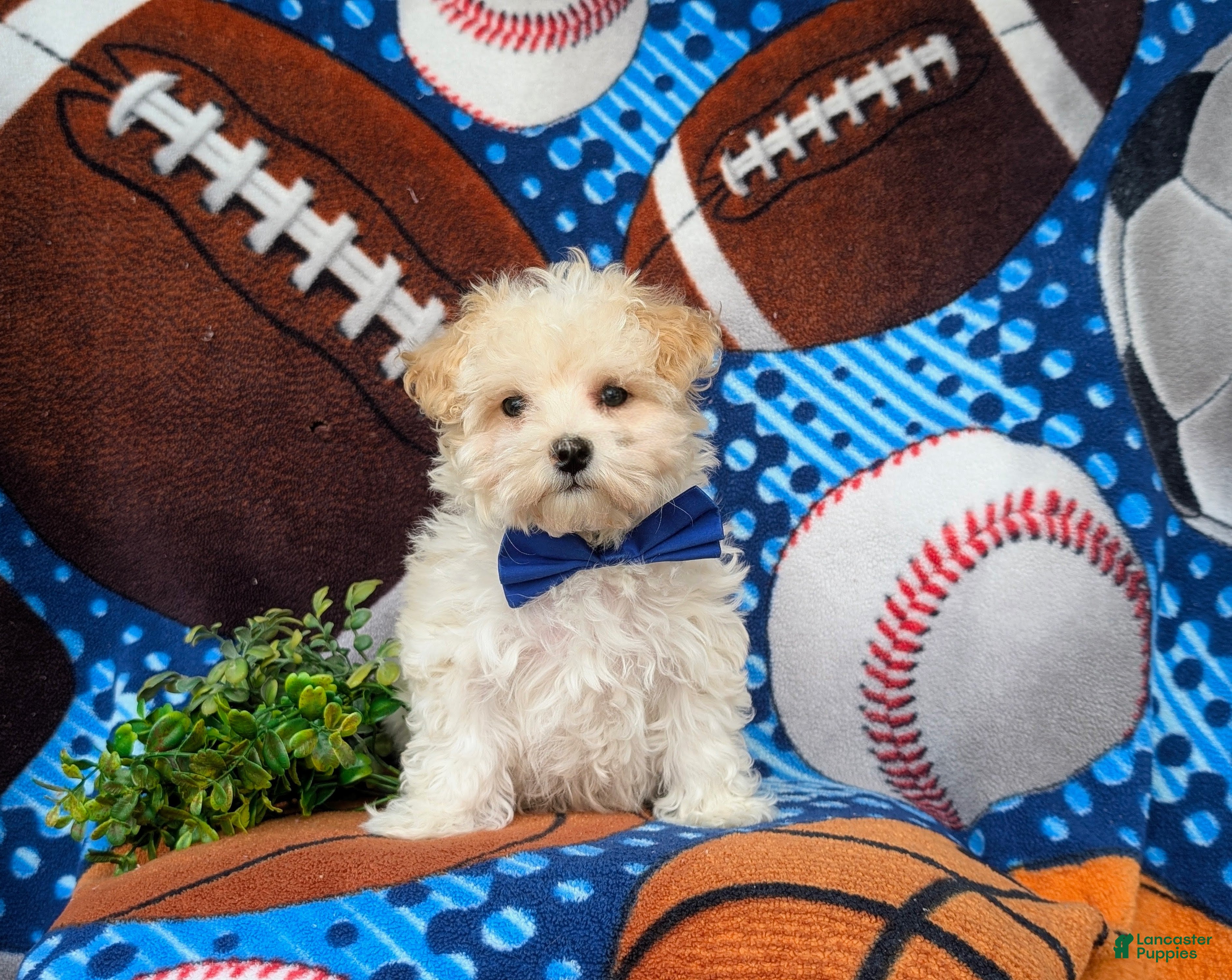 Maltipoo dogs Laim 7 lbs Full Grown - Ad 1