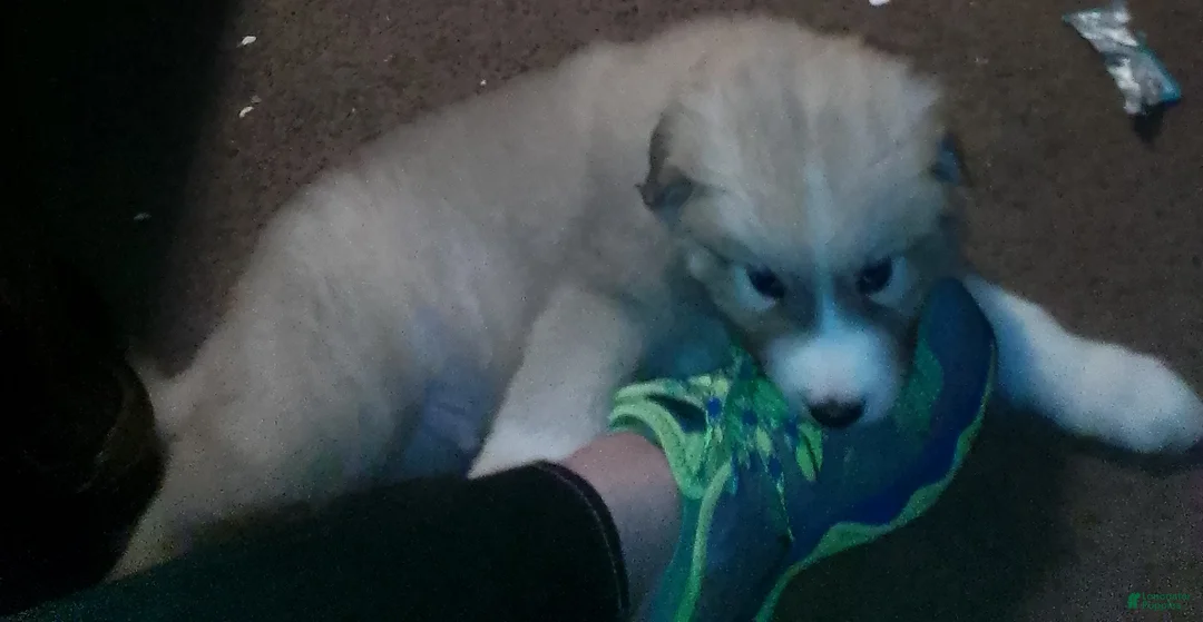 Mixed Breed dogs for sale: Rolly Polly Boy - Ad 17