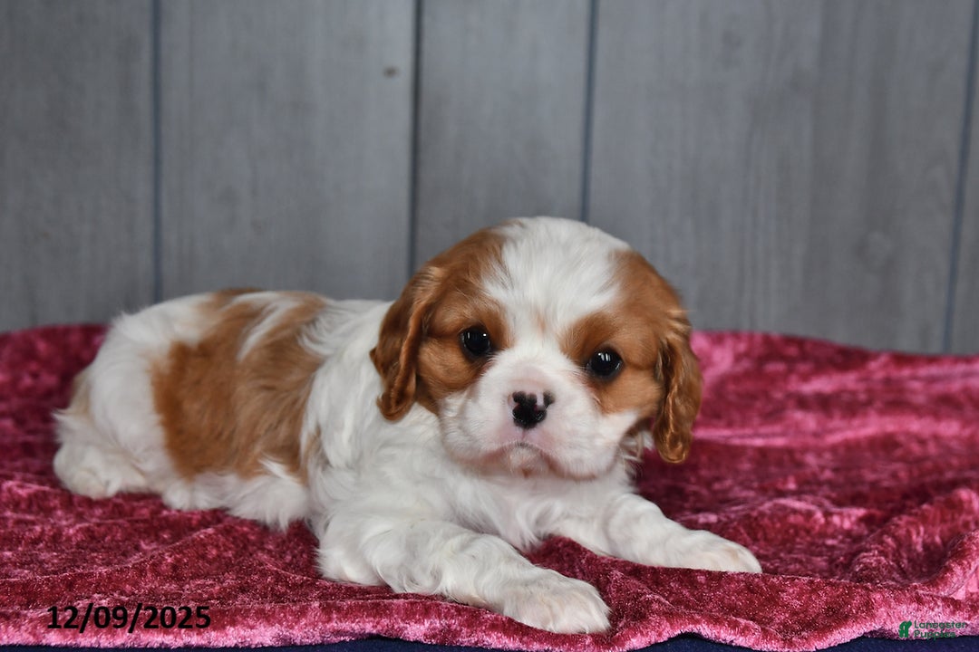 Cavalier King Charles Spaniel dogs for sale: Duchess - Ad 2