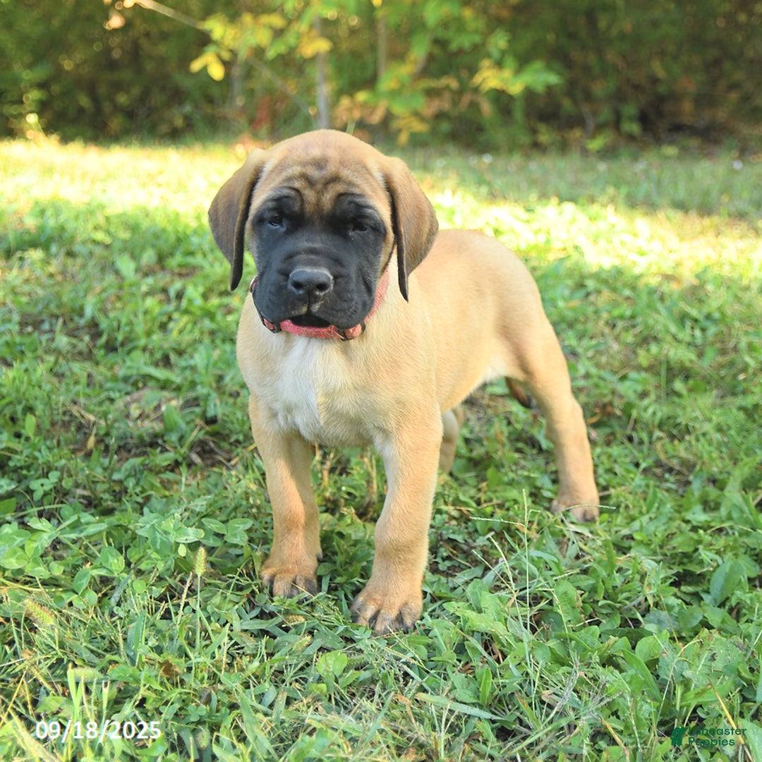 English Mastiff Puppies for sale Lancaster Puppies