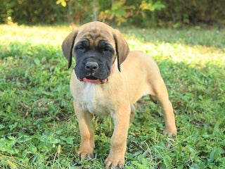 English Mastiff dogs - Ad 3