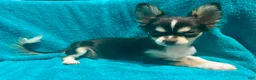 Chihuahua dogs for sale: Husky  - Ad 4