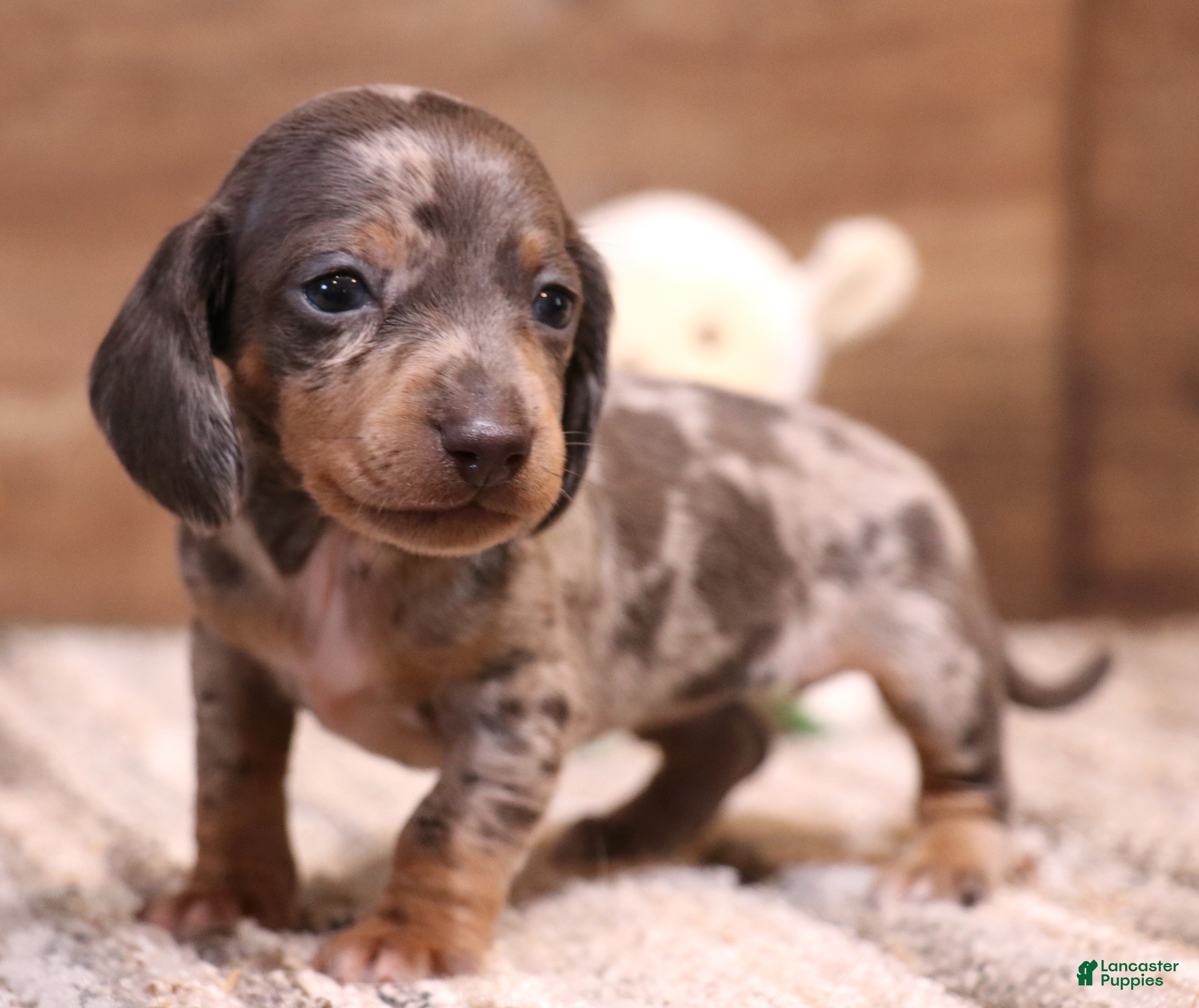 Miniature Dachshund dogs PHOENIX Blue/tan dapple smooth f - Ad 11