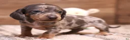 Miniature Dachshund dogs for sale: PHOENIX Blue/tan dapple smooth f - Ad 1