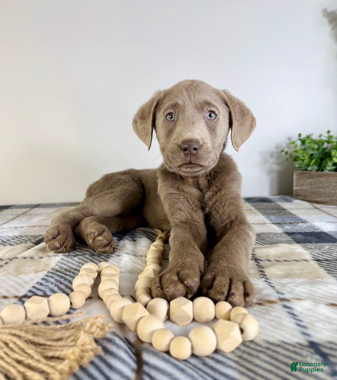 Labrador Retriever dogs for sale: AKC Lainey - Ad 4