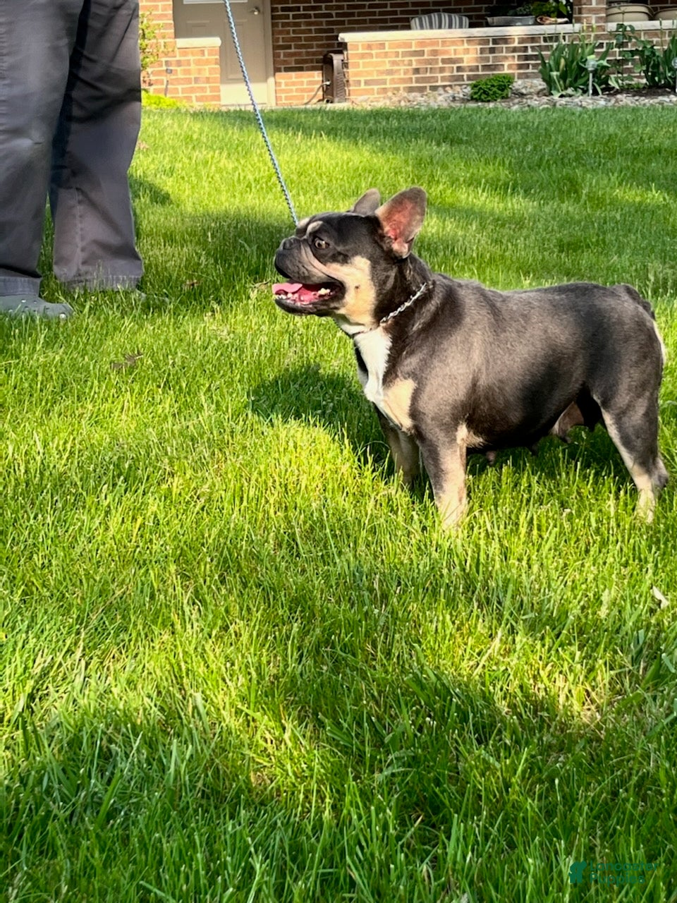 Sophie
