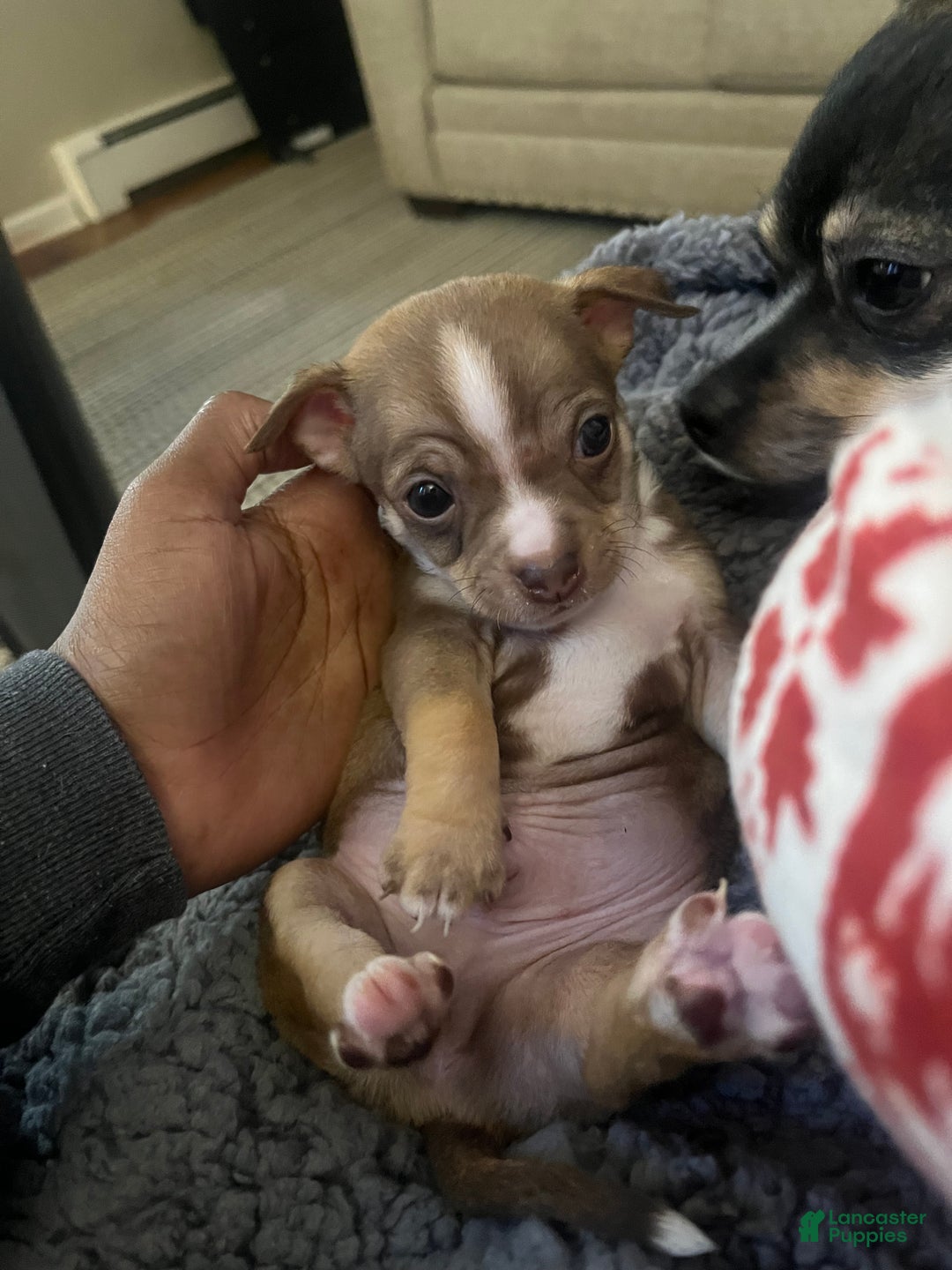Chihuahua dogs for sale: Chihuahua Puppy 2 - Ad 4