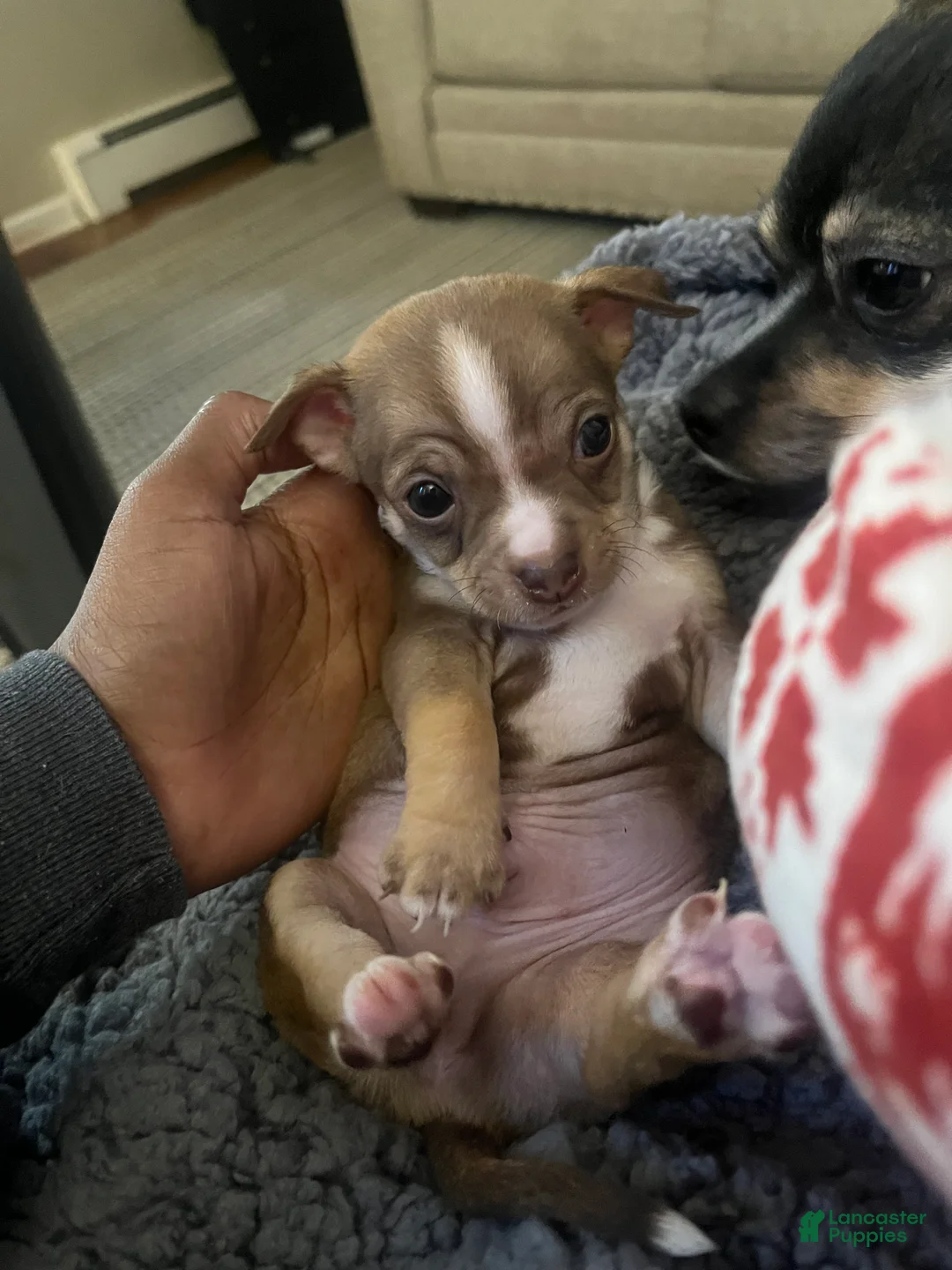 Chihuahua dogs for sale: Chihuahua Puppy 2 - Ad 5
