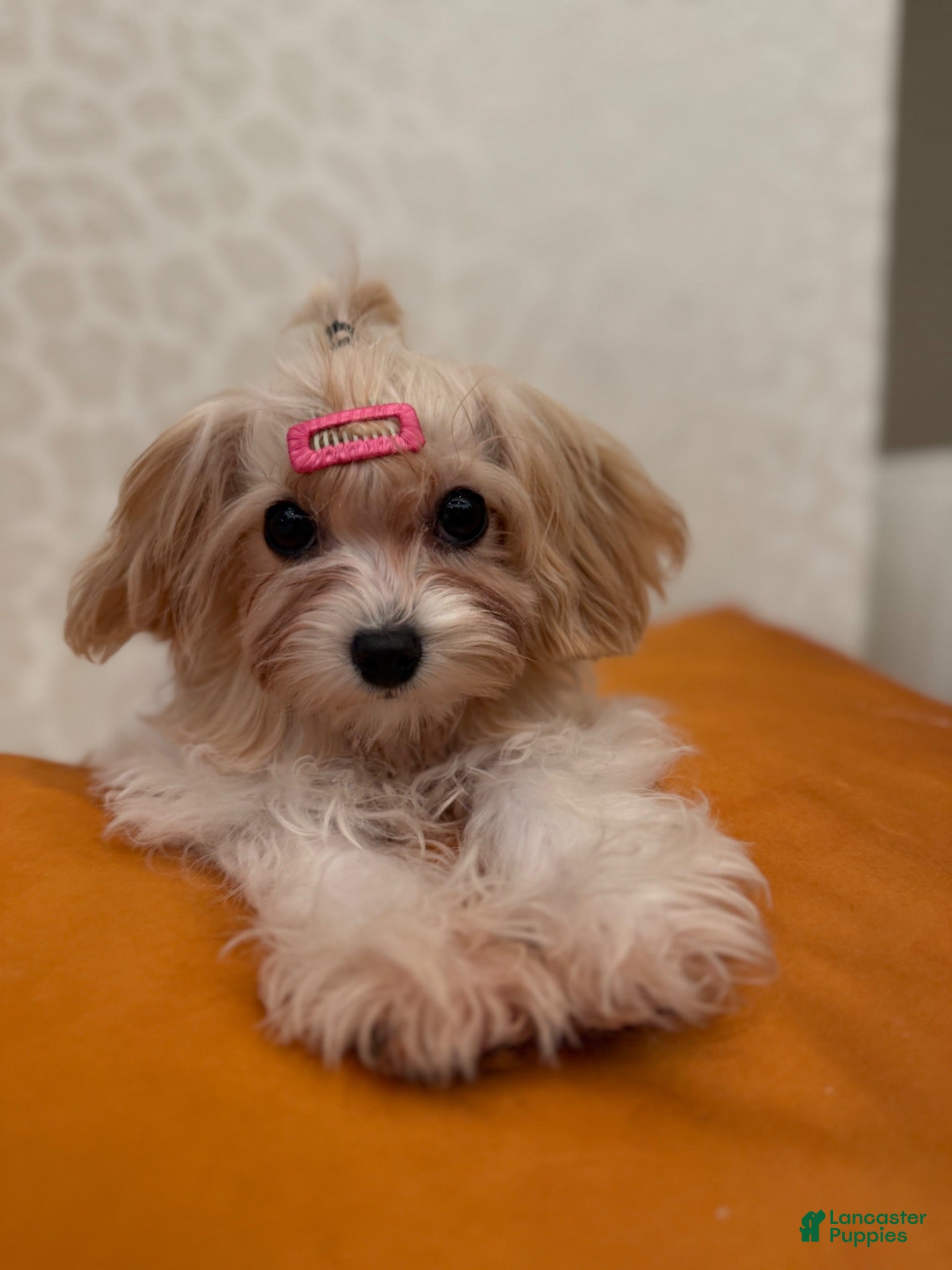 Mixed Breed dogs One - Ad 1