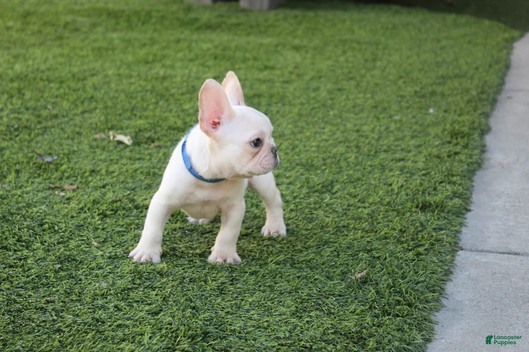 French Bulldog dogs for sale: Blanco French Bulldog  - Ad 4