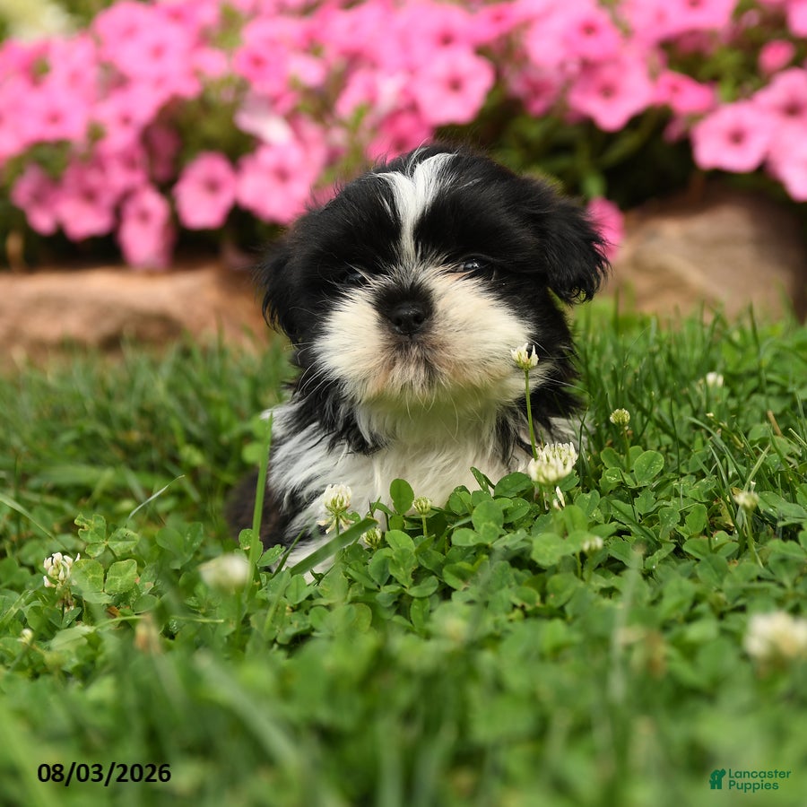 Shih Tzu dogs for sale: Angello - Ad 2
