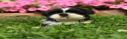 Shih Tzu dogs for sale: Angello - Ad 1
