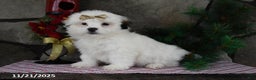 Teddy Bear dogs for sale: Snowball - Ad 1