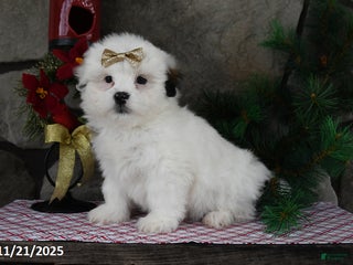 Teddy Bear dogs Snowball - Ad 36