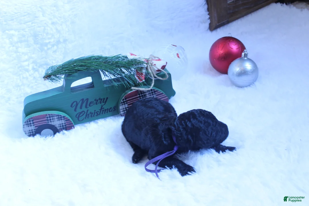 Goldendoodle dogs for sale: Mocha - Ad 6