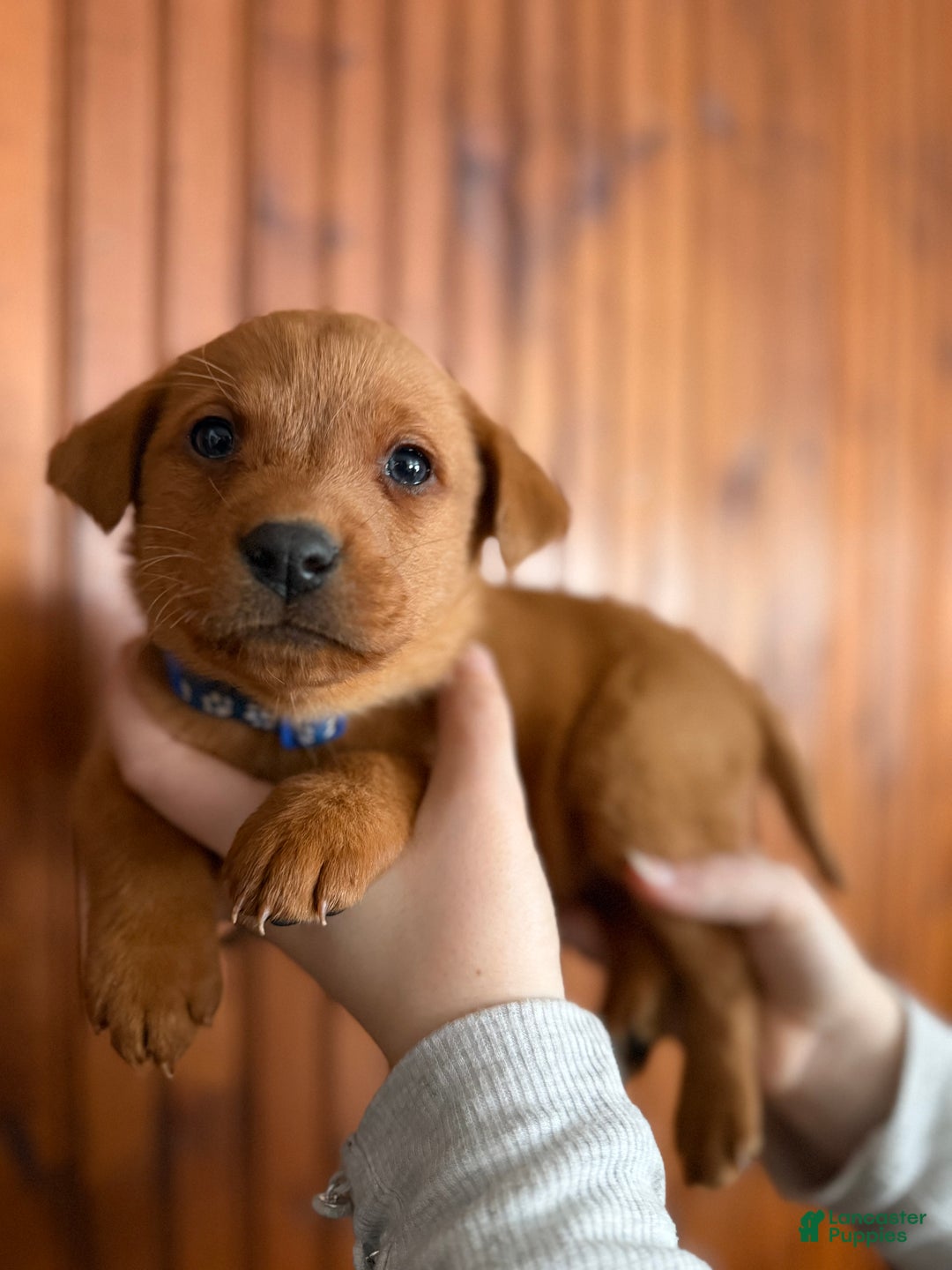 Labrador Retriever dogs for sale: Diesel  - Ad 3
