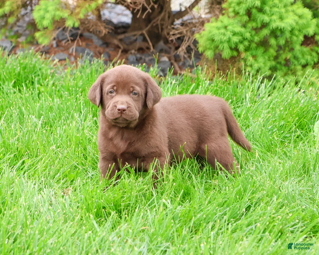 Labrador Retriever dogs for sale: Ezra - Ad 1