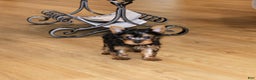 Yorkshire Terrier dogs for sale: Peaches - Ad 3