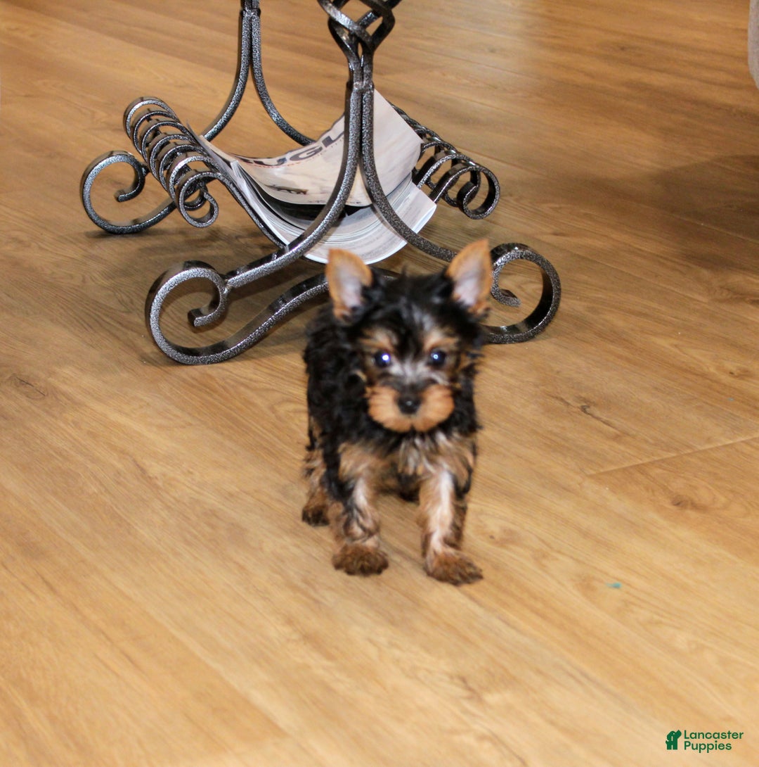 Yorkshire Terrier dogs for sale: Peaches - Ad 3