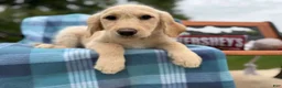 Mixed Breed dogs for sale: Elberta (Girl) - Ad 4