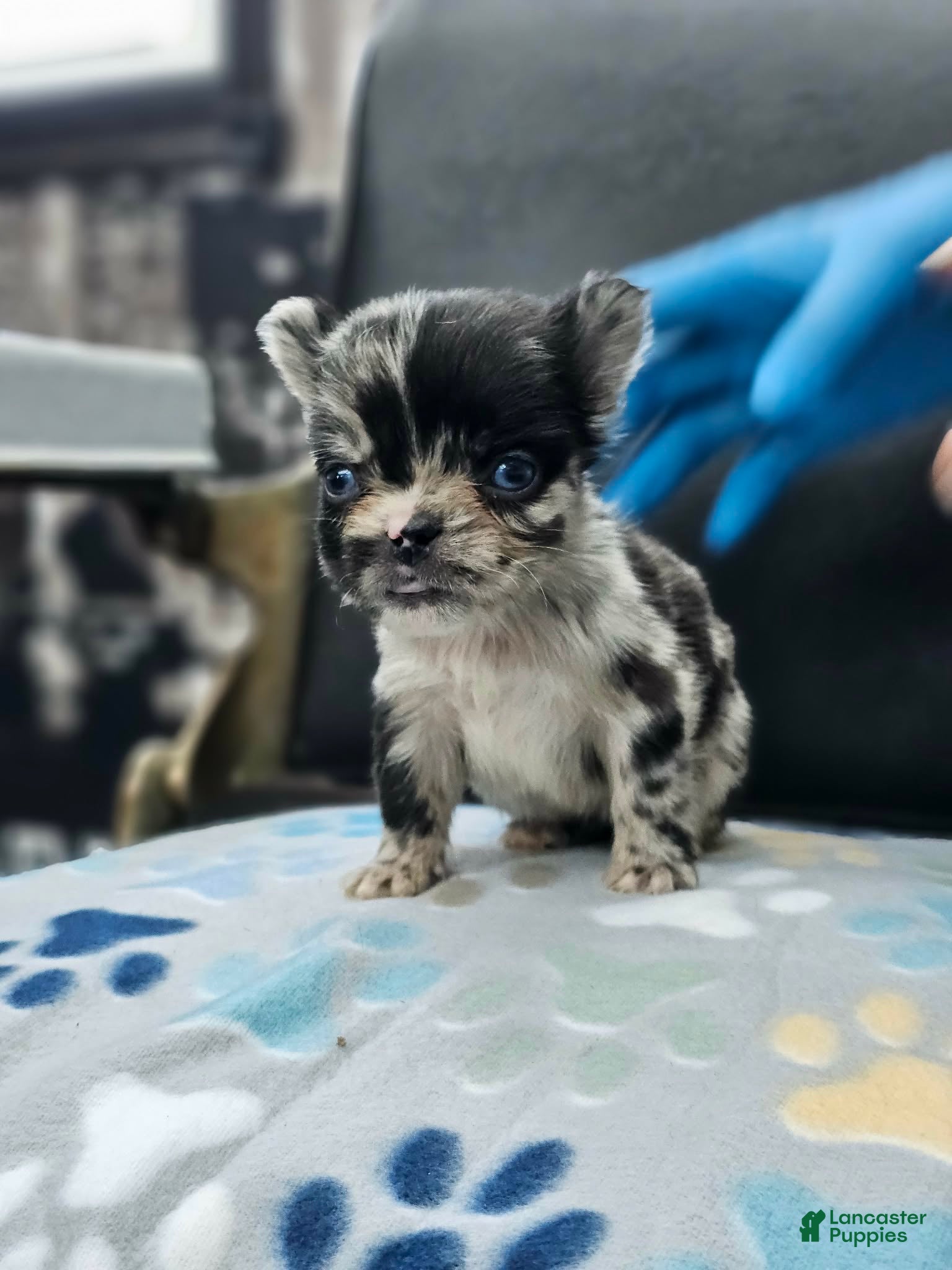 French Bulldog dogs French Bulldog Puppy 2 - Ad 42