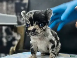 French Bulldog dogs French Bulldog Puppy 2 - Ad 38