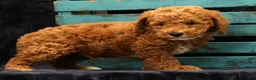 Miniature Poodle dogs for sale: Milo - Ad 8