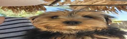Yorkshire Terrier dogs for sale: Yorkshire Terrier Prince  Charming - Ad 3