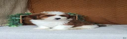 Havanese dogs for sale: Cocoa  - Ad 3