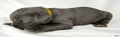 Cane Corso Puppy 11