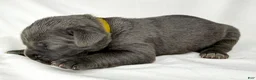 Cane Corso dogs for sale: Cane Corso Puppy 11 - Ad 1