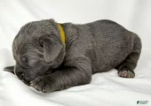 Cane Corso Puppy 11