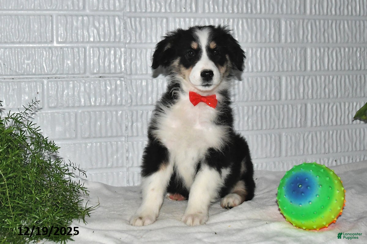 Australian Shepherd dogs Noelle - Ad 14