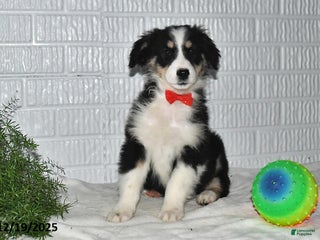Australian Shepherd dogs Noelle - Ad 14