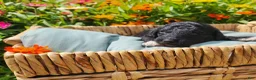 Mini Sheepadoodle dogs for sale: Cooper - Ad 19