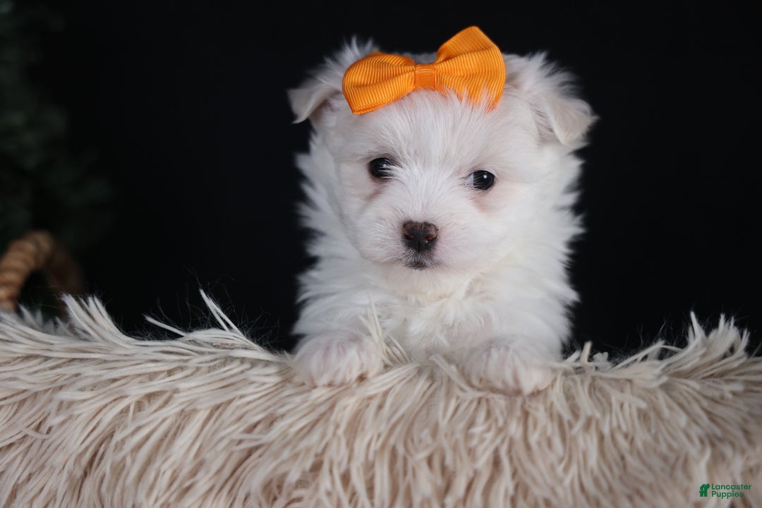Maltese dogs for sale: APOLLO - Ad 7