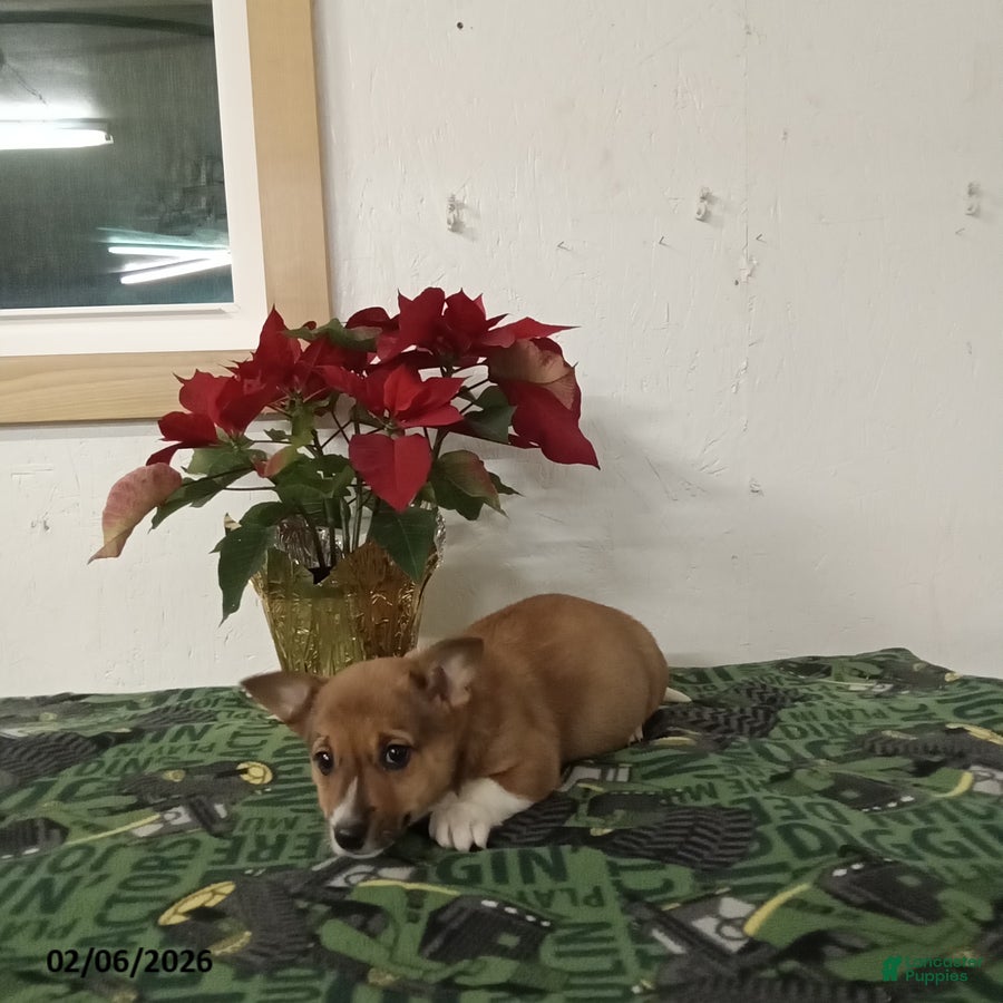 Mixed Breed dogs Dustin - Ad 2