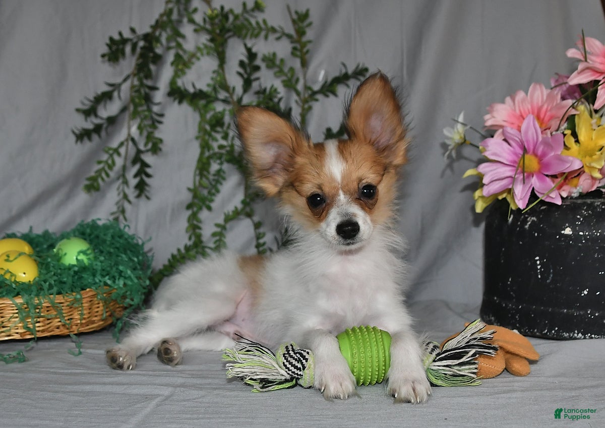 Papillon dogs Nipper - Ad 1