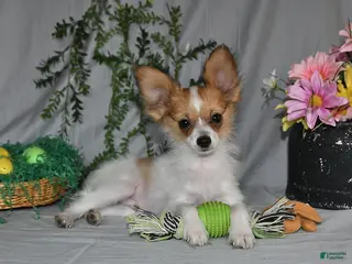 Papillon dogs for sale: Nipper - Ad 3