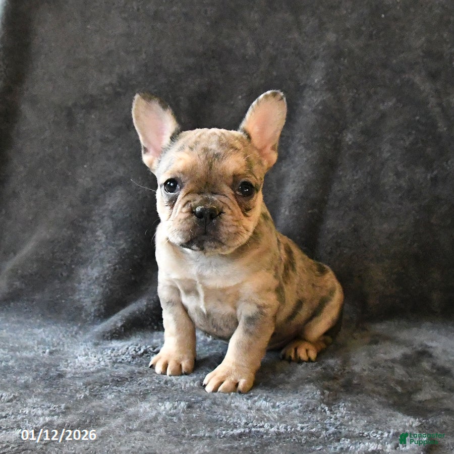 French Bulldog dogs Paisley - Ad 6