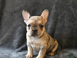 French Bulldog dogs Paisley - Ad 15